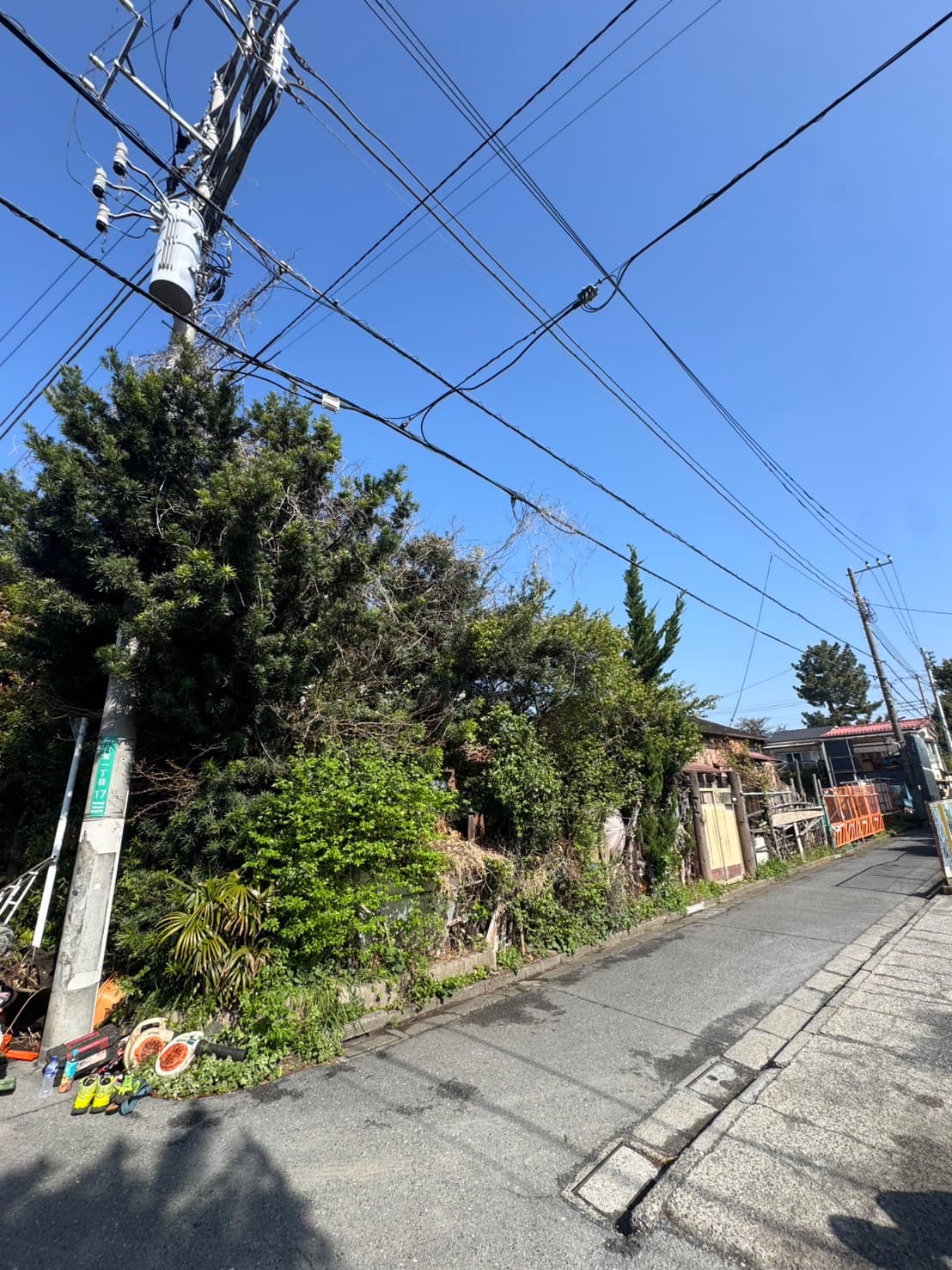 伐採の施工前。立木や下草が茂った状態（その2）
