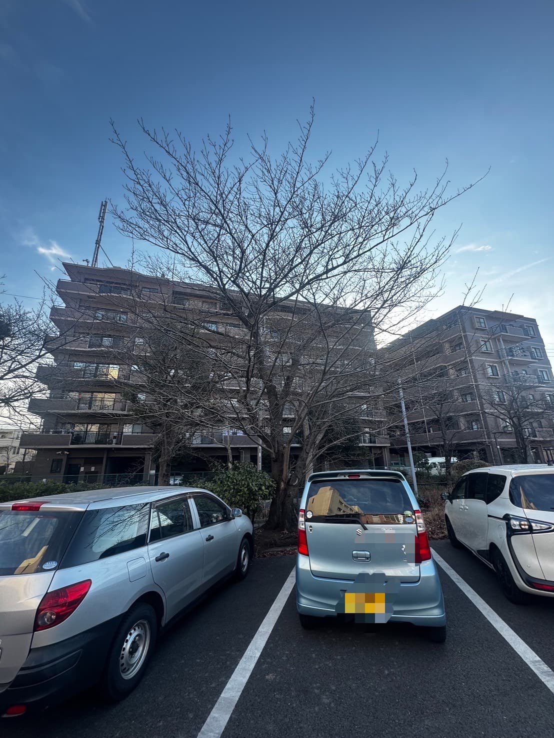 伐採の施工前。樹冠が広がった状態（その3）