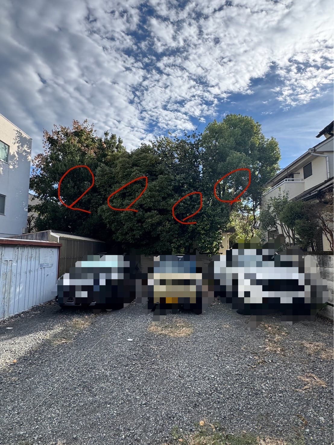 伐採の施工前。高木が近くまで迫っている状態（その4）
