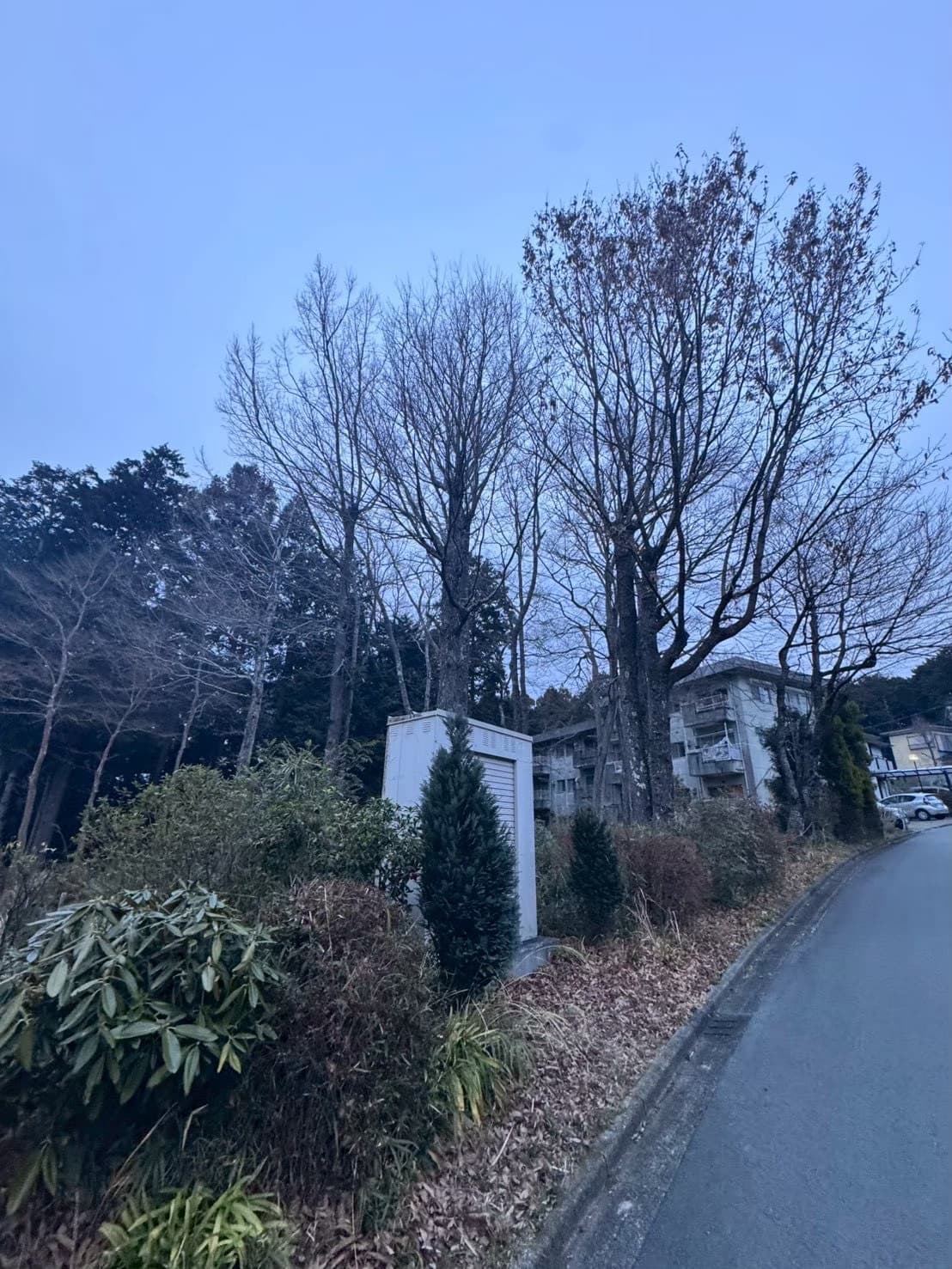 伐採の施工前。手入れが必要な樹木（その8）