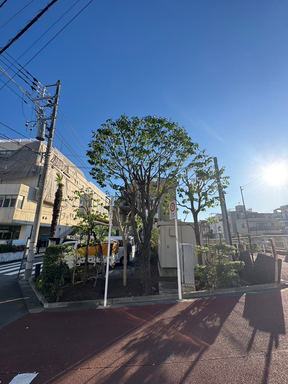 剪定の施工後。樹形を整え枝を整理した様子（その1）