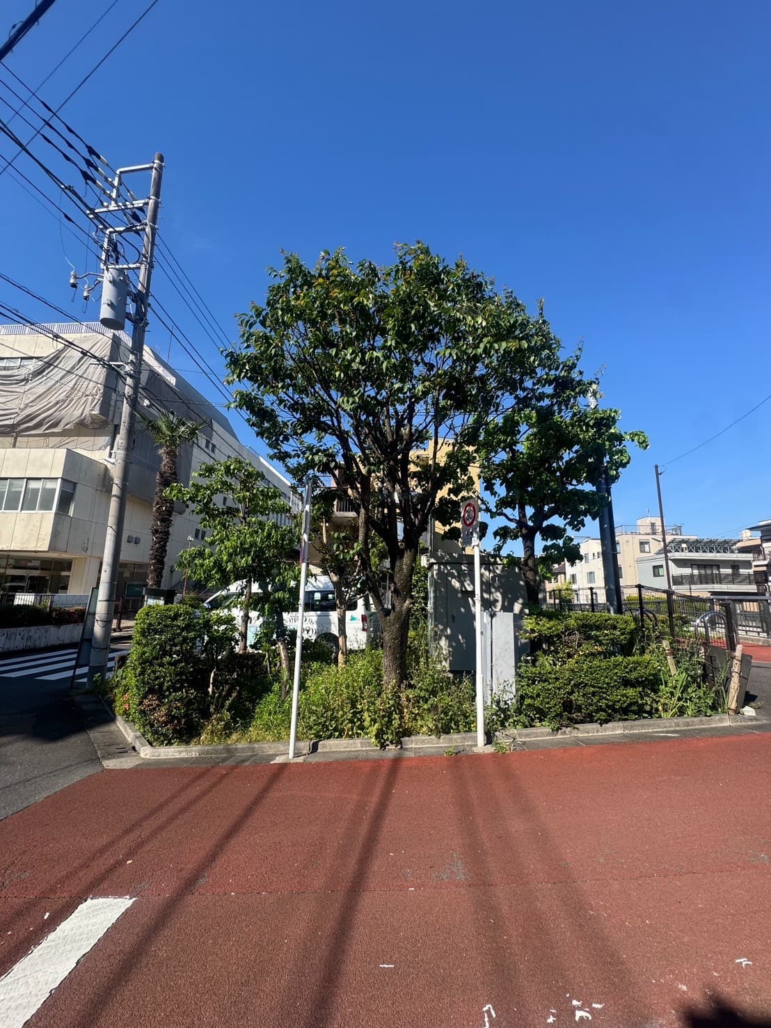 剪定の施工前。枝が伸びすぎた常緑樹の様子（その1）