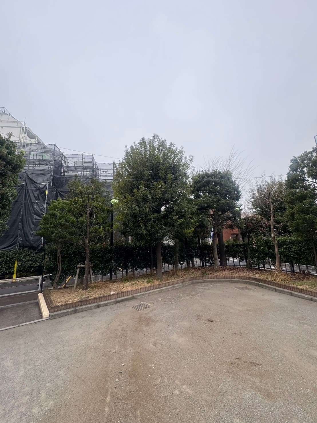 剪定の施工前。手入れ前の伸びきった枝（その5）