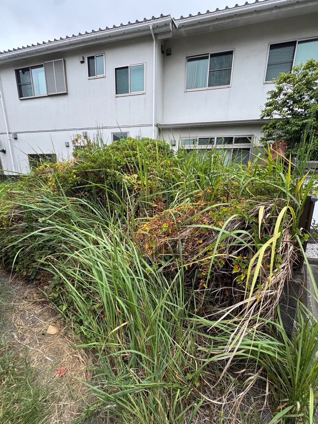 草刈り・除草の施工前。雑草が覆ったエリアの様子（その6）